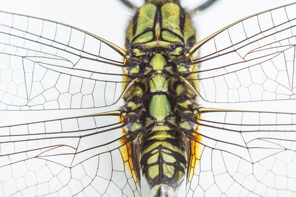 Dragonfly isolerad på en vit bakgrund — Stockfoto