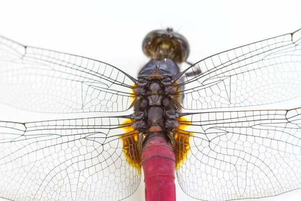 Libellula isolata su sfondo bianco — Foto Stock