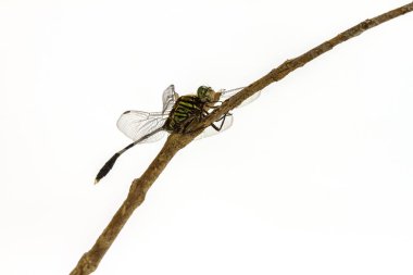 bir ağaç dalı üzerinde tünemiş yusufçuk