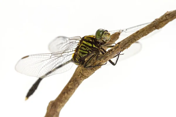 Dragonfly uppflugna på en gren — Stockfoto