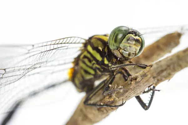 Dragonfly σκαρφαλωμένο πάνω σε ένα κλαδί δέντρου — Φωτογραφία Αρχείου
