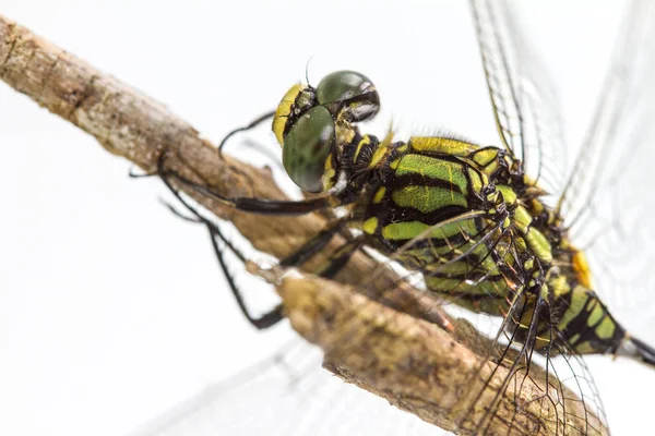 Dragonfly uppflugna på en gren — Stockfoto