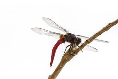 bir ağaç dalı üzerinde tünemiş yusufçuk