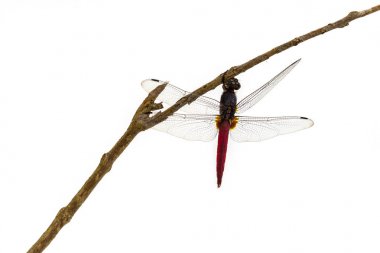 bir ağaç dalı üzerinde tünemiş yusufçuk