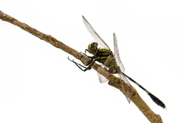 Dragonfly perched on a tree branch — Stock Photo, Image