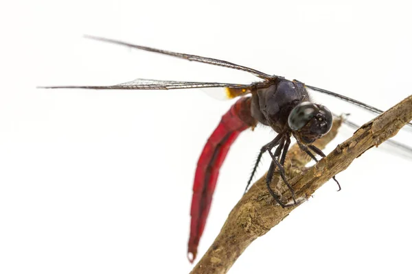 Драконяча муха на гілці дерева — стокове фото
