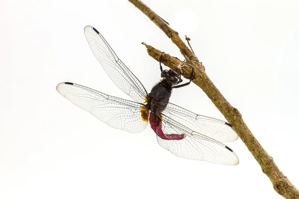 Libélula empoleirada em um galho de árvore — Fotografia de Stock