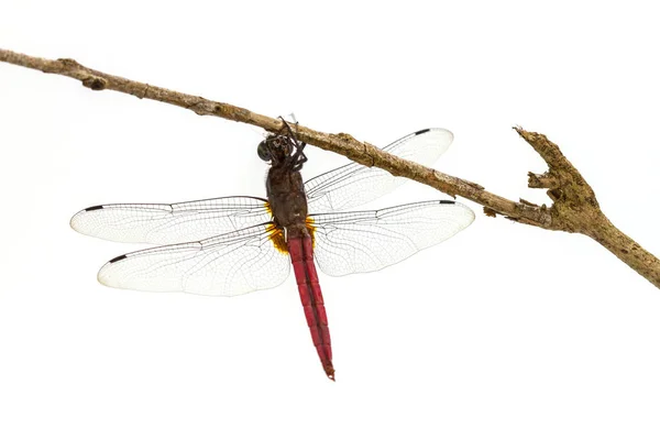 Dragonfly σκαρφαλωμένο πάνω σε ένα κλαδί δέντρου — Φωτογραφία Αρχείου