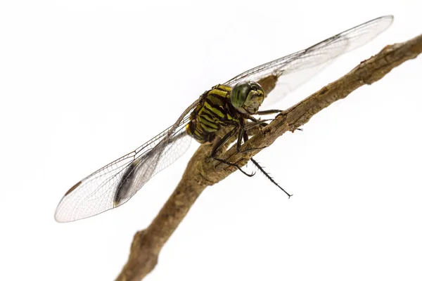 Libélula empoleirada em um galho de árvore — Fotografia de Stock