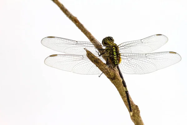 Dragonfly zat op een boomtak — Stockfoto