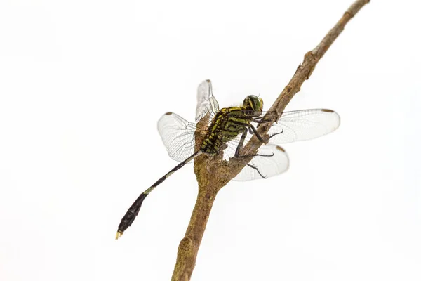 Libélula empoleirada em um galho de árvore — Fotografia de Stock