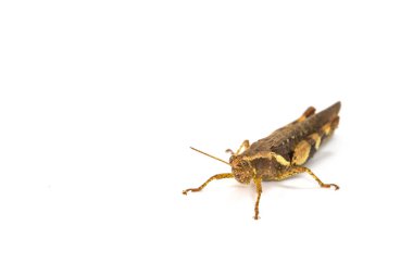 Çekirge beyaz arkaplanda izole edildi