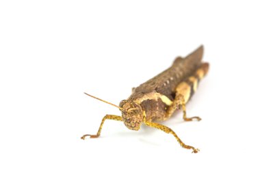 Çekirge beyaz arkaplanda izole edildi