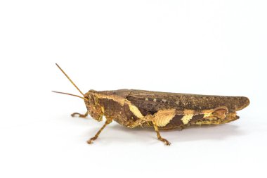 Çekirge beyaz arkaplanda izole edildi