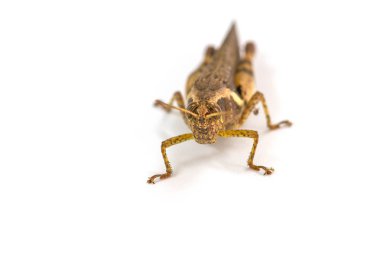 Çekirge beyaz arkaplanda izole edildi