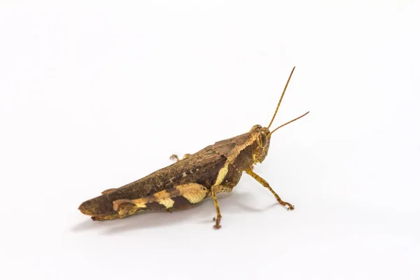 Kobylka izolované na bílém pozadí — Stock fotografie