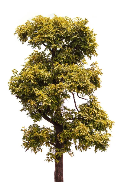 Árbol aislado sobre fondo blanco — Foto de Stock