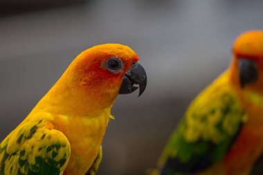 Güneş muhabbet kuşu veya Sun Conure papağan