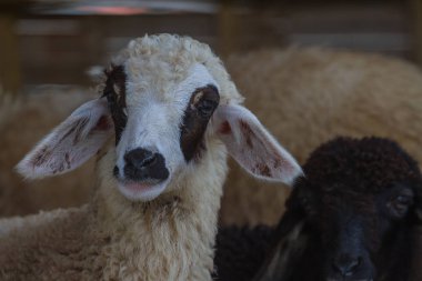 cheeps grubundaki kapatın