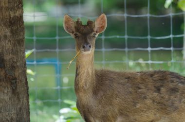 Güzel beyaz kuyruk açık kahverengi geyik