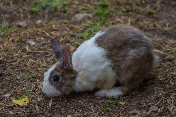 Petit lapin sur herbe verte — Photo