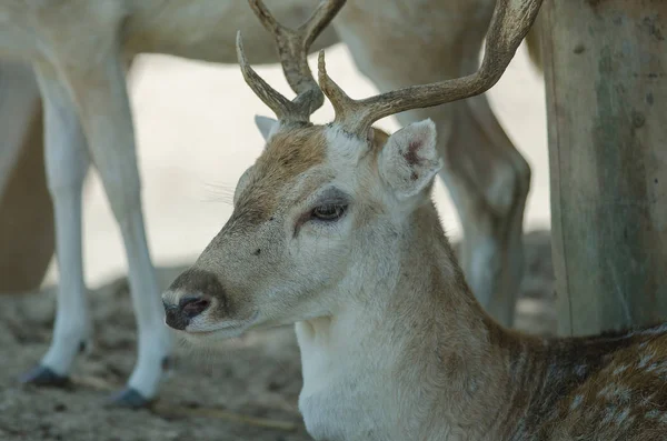 Krásný bílý ocas Kolouch jelena — Stock fotografie