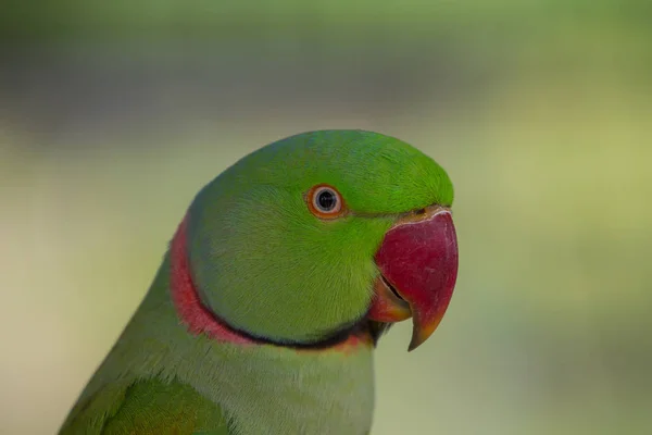 Portret van groene papegaai — Stockfoto