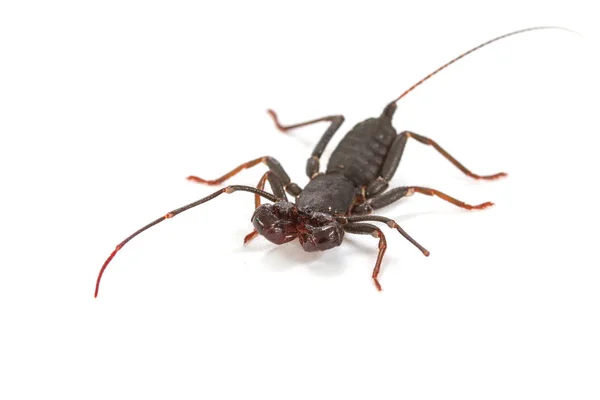 Scorpion bicz na białym tle — Zdjęcie stockowe