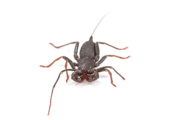 Zweep scorpion op witte achtergrond — Stockfoto
