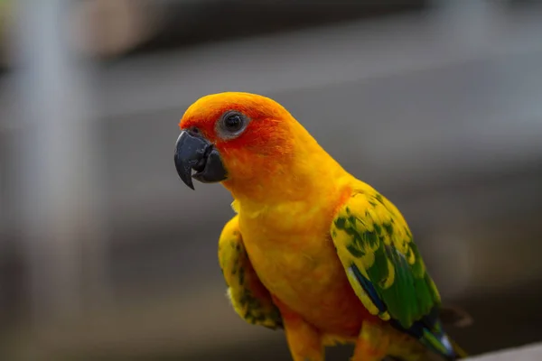 Konura słoneczna lub Sun Conure papuga — Zdjęcie stockowe