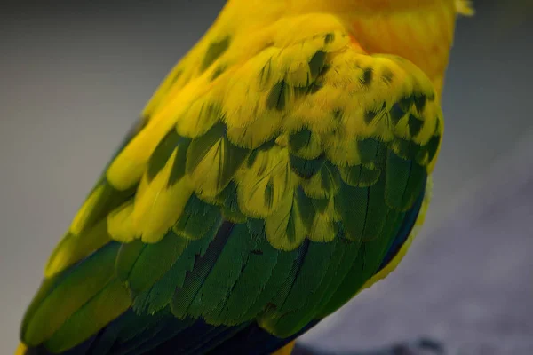 Konura słoneczna lub Sun Conure papuga — Zdjęcie stockowe