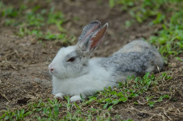 Маленький кролик на зеленой траве — стоковое фото