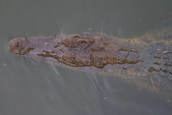 Sziámi krokodil közelről — Stock Fotó
