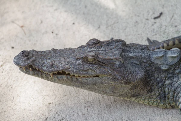 Close up of Siamese Crocodile — Stock Photo, Image