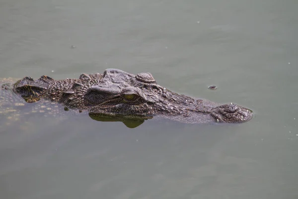 Close up de crocodilo siamês — Fotografia de Stock