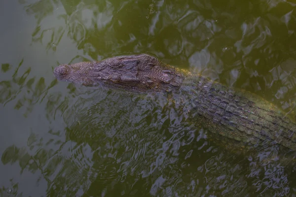 Close up of Siamese Crocodile — Stock Photo, Image