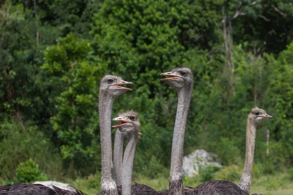 Ostrich bird head portrait — Stock Photo, Image