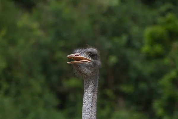 Ostrich bird head portrait — Stock Photo, Image