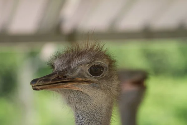 Retrato da cabeça do pássaro avestruz — Fotografia de Stock