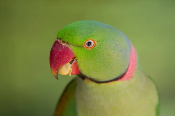 Porträt des grünen Papageis — Stockfoto