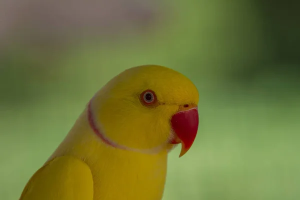 Detailní záběr žluté papoušek — Stock fotografie