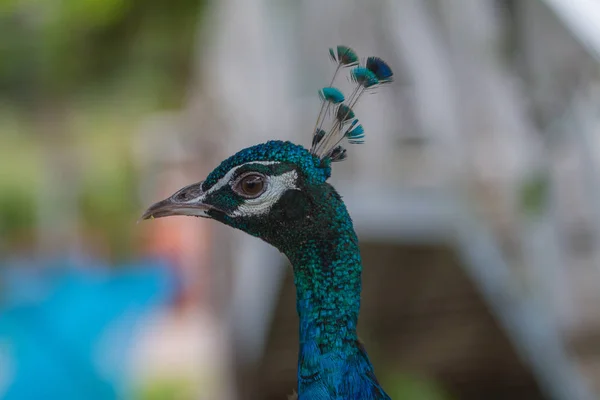 Ritratto di un bellissimo pavone — Foto Stock