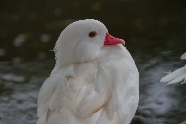 Mindere fluiten eend, maar het is witte kleur — Stockfoto