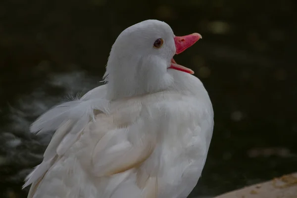 Petit canard siffleur mais de couleur blanche — Photo