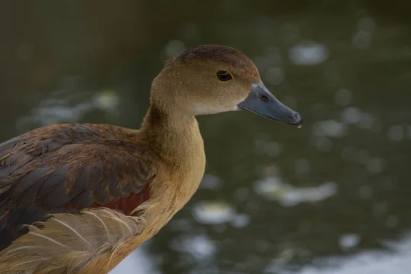 Fechar o Pato de Assobio Menor — Fotografia de Stock