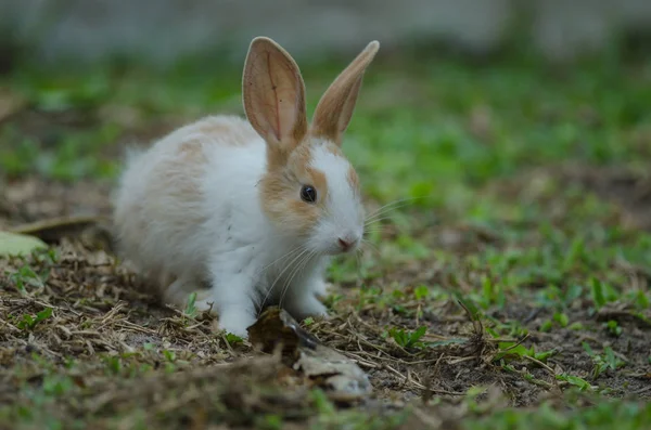 Kleines Kaninchen auf grünem Gras — Stockfoto