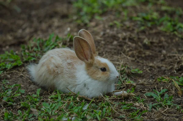 Liten kanin på grönt gräs — Stockfoto