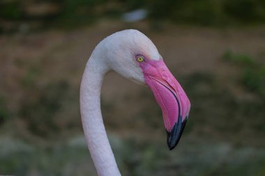 Flamingo kuş portresi