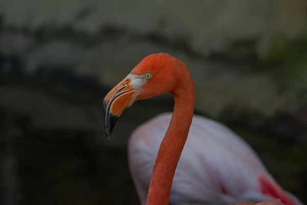 Portrait d'oiseau flamant rose — Photo