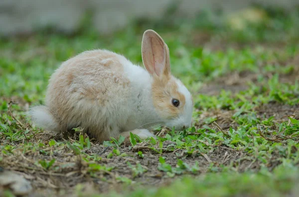 Kleines Kaninchen auf grünem Gras — Stockfoto